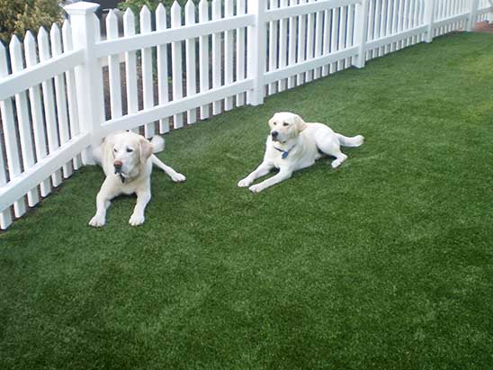 labs-on-dog-grass